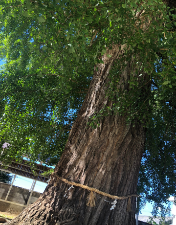 丹生酒殿神社の御神木の大銀杏