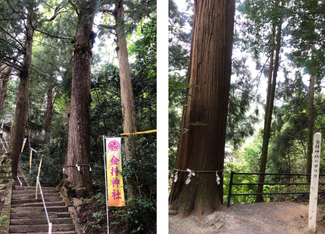 金持神社の御神木のチャンチンとサワラ