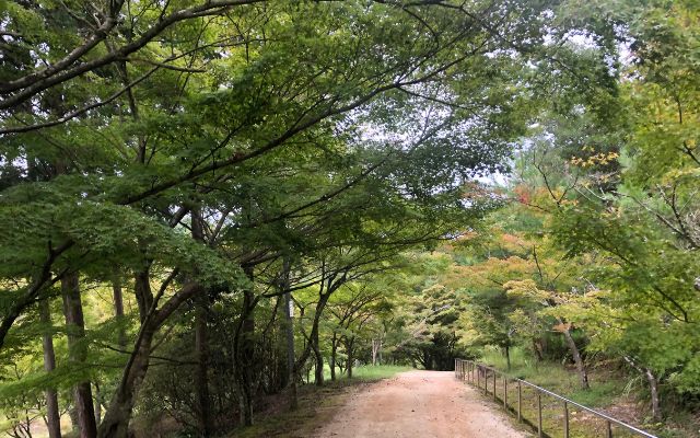 龍泉寺の青もみじ